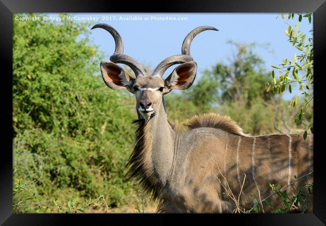 Portrait of a male greater kudu Framed Print by Angus McComiskey