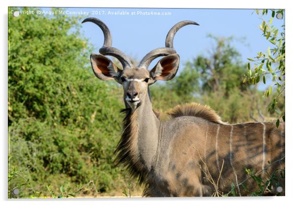 Portrait of a male greater kudu Acrylic by Angus McComiskey
