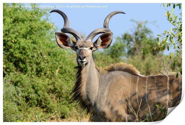 Portrait of a male greater kudu Print by Angus McComiskey