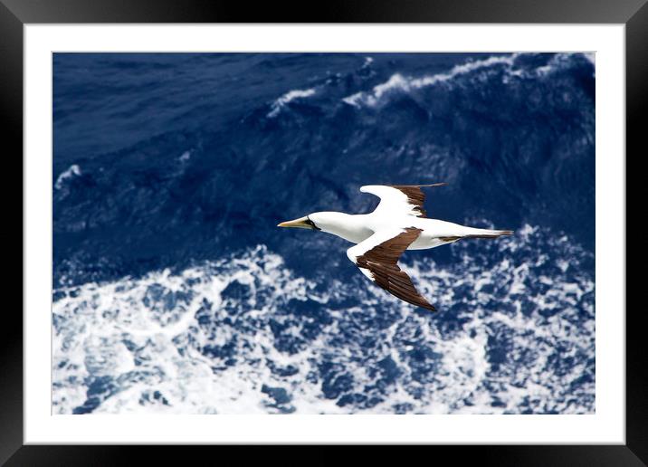 Seabird in flight Framed Mounted Print by David Tanner