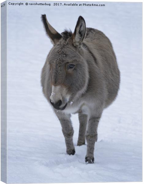 Donkey In The Snow Canvas Print by rawshutterbug 