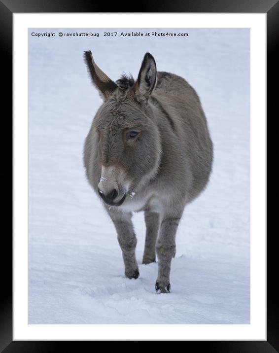 Donkey In The Snow Framed Mounted Print by rawshutterbug 