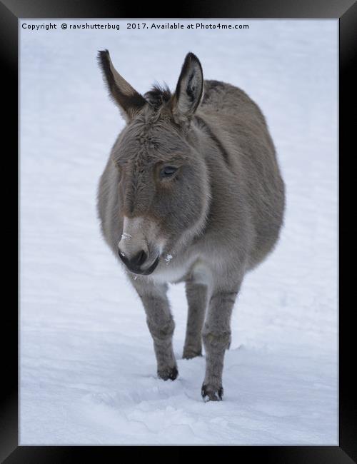 Donkey In The Snow Framed Print by rawshutterbug 