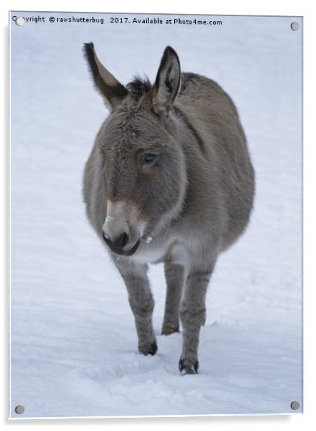 Donkey In The Snow Acrylic by rawshutterbug 