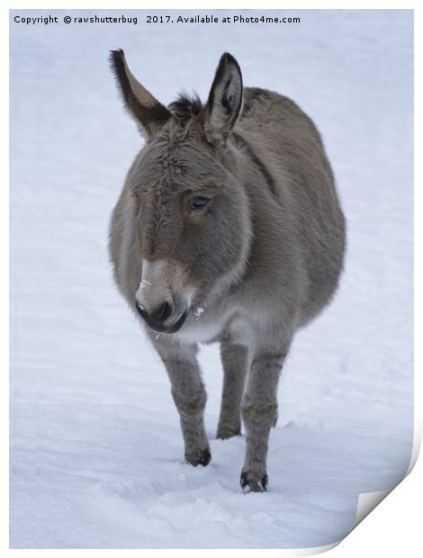 Donkey In The Snow Print by rawshutterbug 