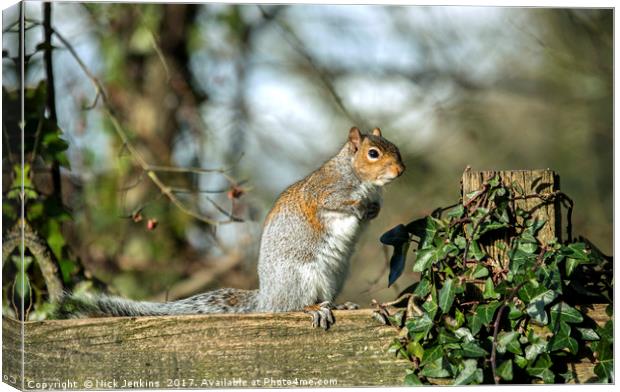 Grey Squirrel on fence Canvas Print by Nick Jenkins