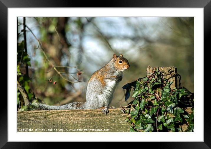 Grey Squirrel on fence Framed Mounted Print by Nick Jenkins