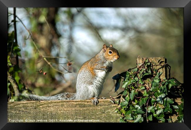 Grey Squirrel on fence Framed Print by Nick Jenkins