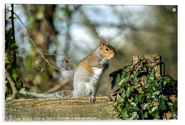 Grey Squirrel on fence Acrylic by Nick Jenkins