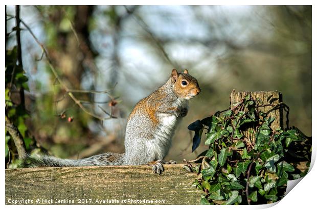 Grey Squirrel on fence Print by Nick Jenkins