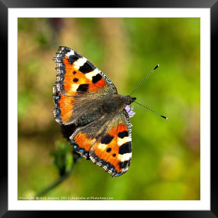 Small Tortoiseshell Butterfly Close Up Framed Mounted Print by Nick Jenkins