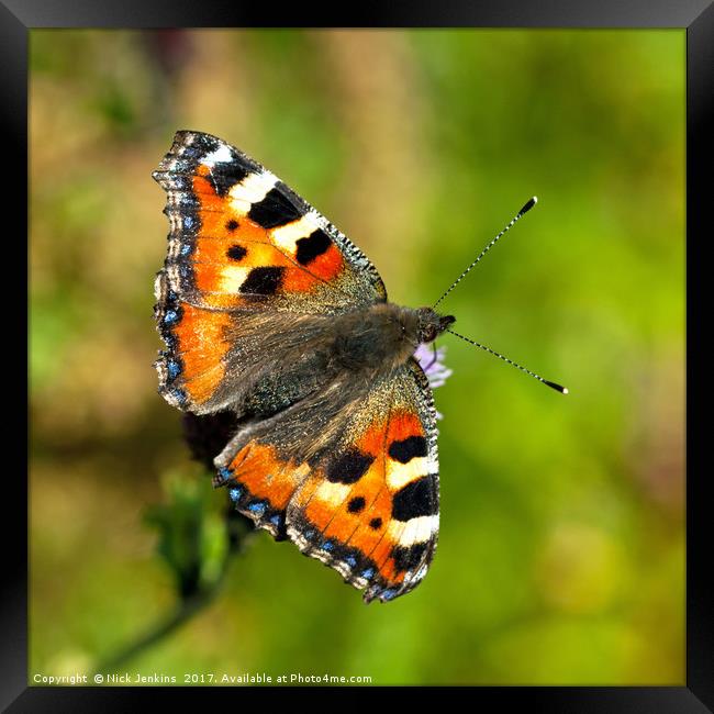 Small Tortoiseshell Butterfly Close Up Framed Print by Nick Jenkins