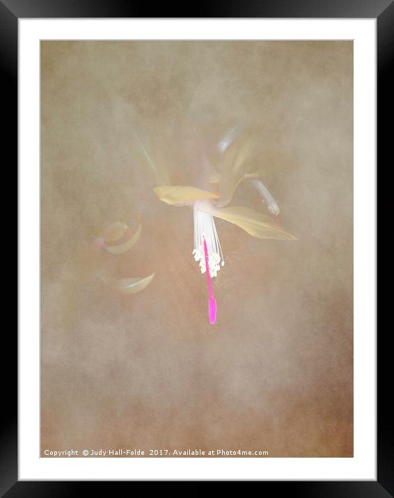 Swaddled Blossom Framed Mounted Print by Judy Hall-Folde