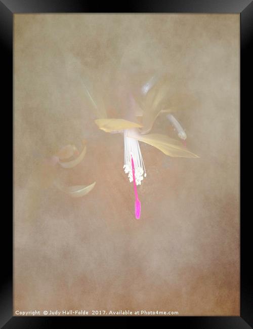 Swaddled Blossom Framed Print by Judy Hall-Folde