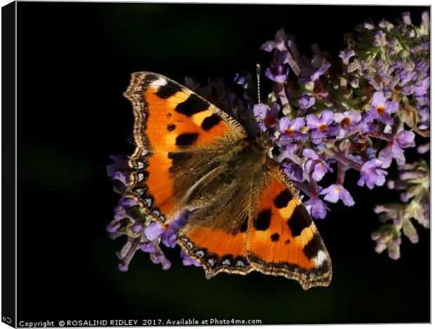 "Tortoiseshell butterfly on Buddleia" Canvas Print by ROS RIDLEY