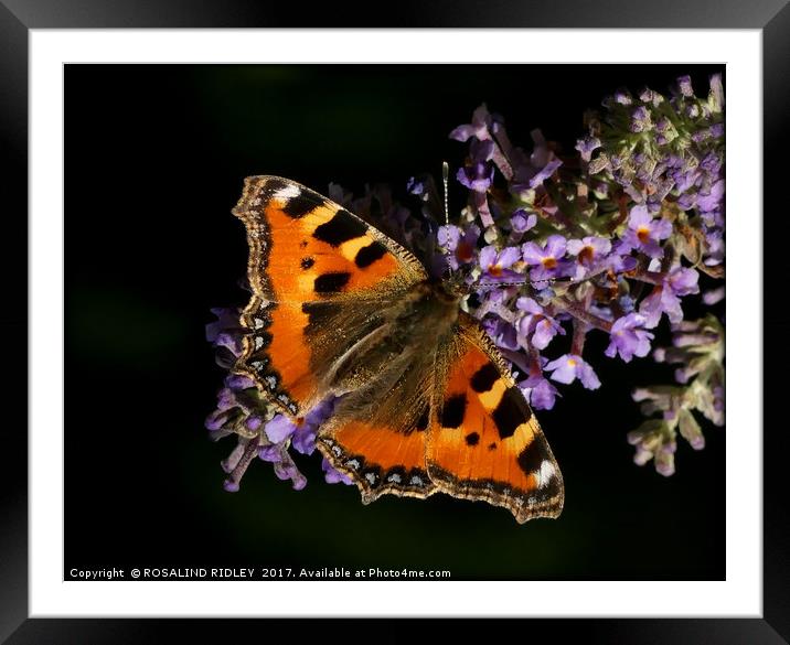 "Tortoiseshell butterfly on Buddleia" Framed Mounted Print by ROS RIDLEY