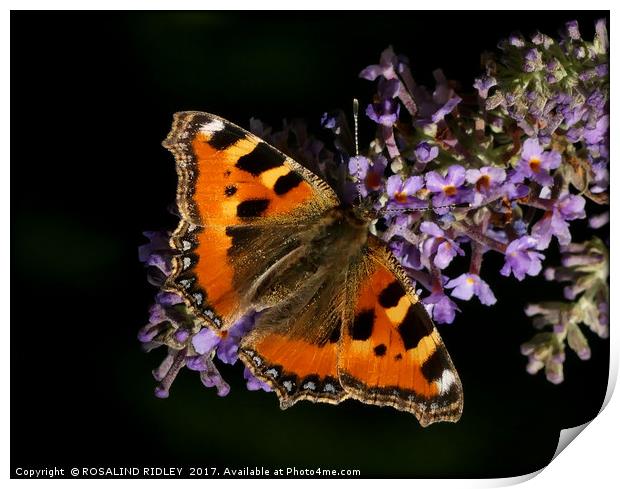 "Tortoiseshell butterfly on Buddleia" Print by ROS RIDLEY