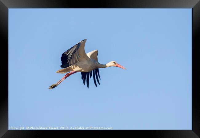 White Stork (Ciconia ciconia) Israel Framed Print by PhotoStock Israel