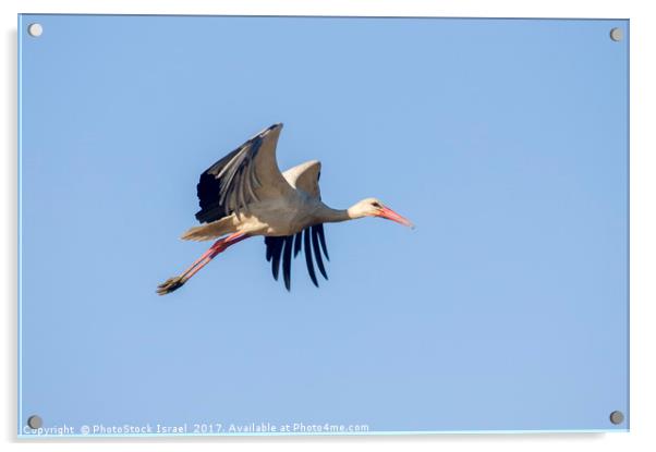 White Stork (Ciconia ciconia) Israel Acrylic by PhotoStock Israel