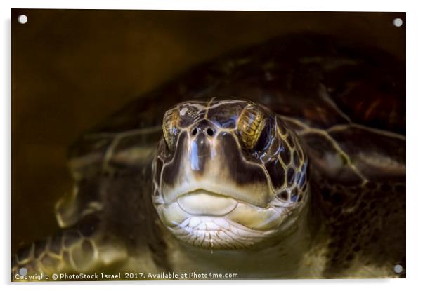 Chelonia mydas, green turtle, Israel Acrylic by PhotoStock Israel