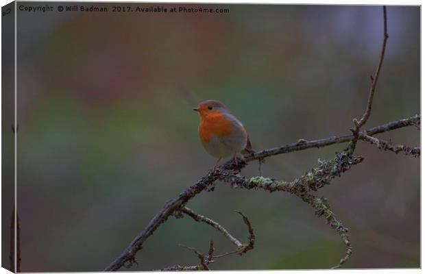 Robin on a branch Ninesprings Country Park Yeovil Canvas Print by Will Badman