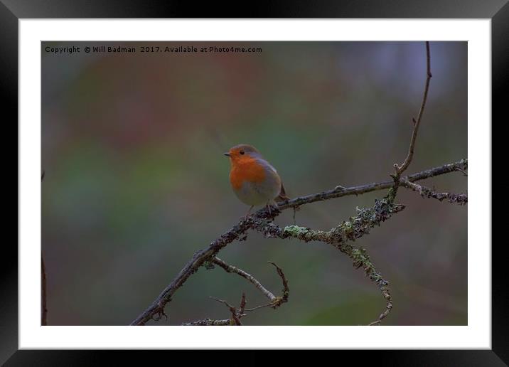 Robin on a branch Ninesprings Country Park Yeovil Framed Mounted Print by Will Badman