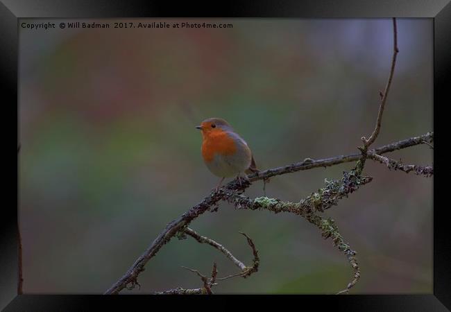 Robin on a branch Ninesprings Country Park Yeovil Framed Print by Will Badman