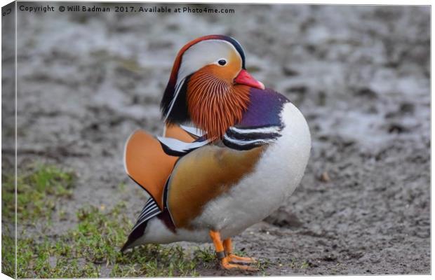 Colourful Male Mandarin Duck at Ninesprings Yeovil Canvas Print by Will Badman