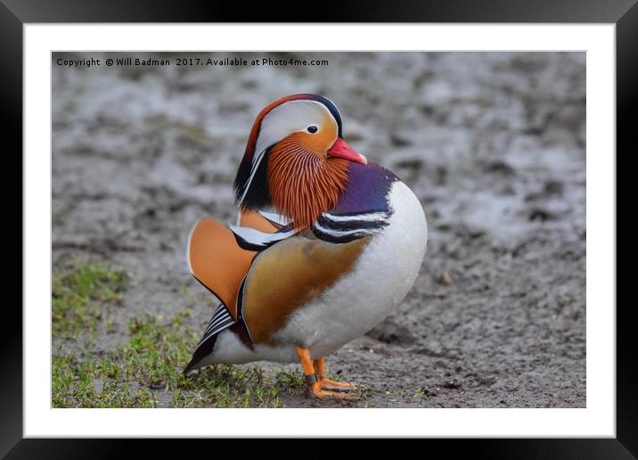 Colourful Male Mandarin Duck at Ninesprings Yeovil Framed Mounted Print by Will Badman