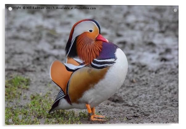 Colourful Male Mandarin Duck at Ninesprings Yeovil Acrylic by Will Badman