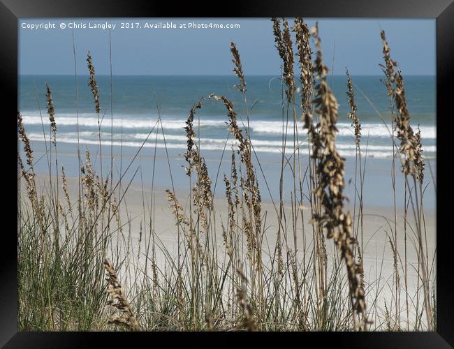 From the Grassy Dunes, Neptune Beach, Florida Framed Print by Chris Langley