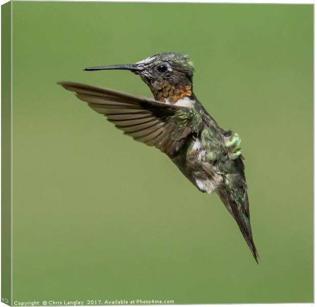 Roufus Humming Bird, Vancouver Canvas Print by Chris Langley