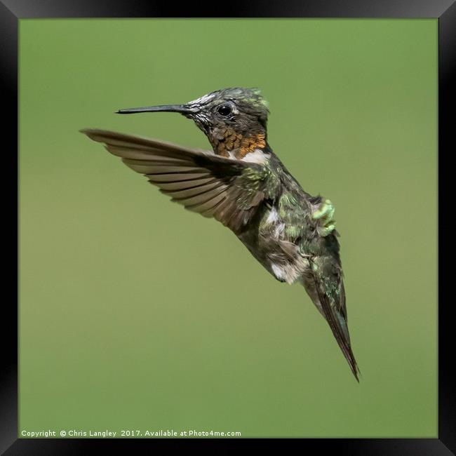 Roufus Humming Bird, Vancouver Framed Print by Chris Langley