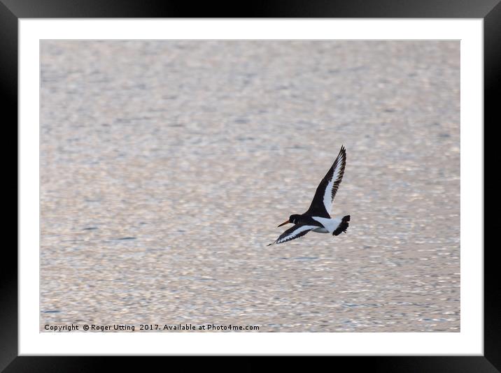 Oystercatcher on the wing Framed Mounted Print by Roger Utting