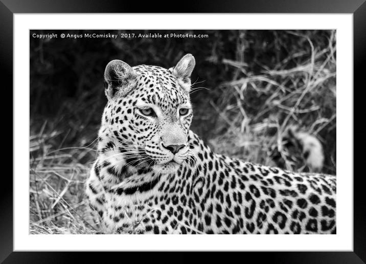 Leopard portrait Botswana (mono) Framed Mounted Print by Angus McComiskey