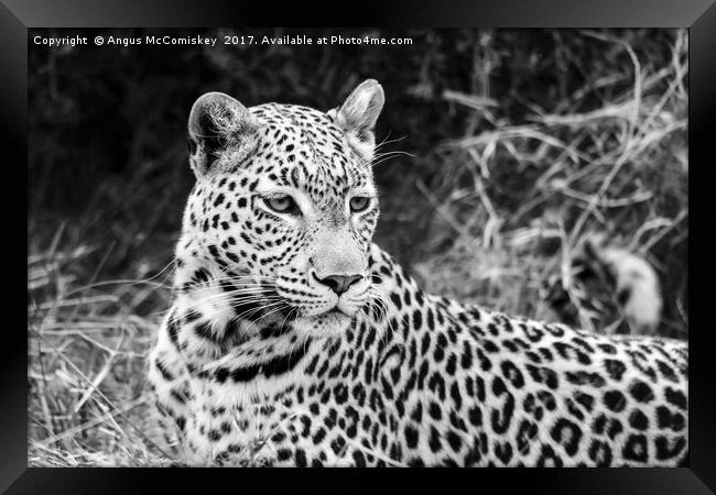 Leopard portrait Botswana (mono) Framed Print by Angus McComiskey