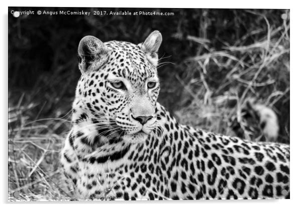 Leopard portrait Botswana (mono) Acrylic by Angus McComiskey
