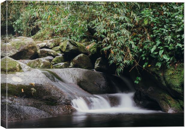 Relaxing zen stream in forest Canvas Print by Alexandre Rotenberg