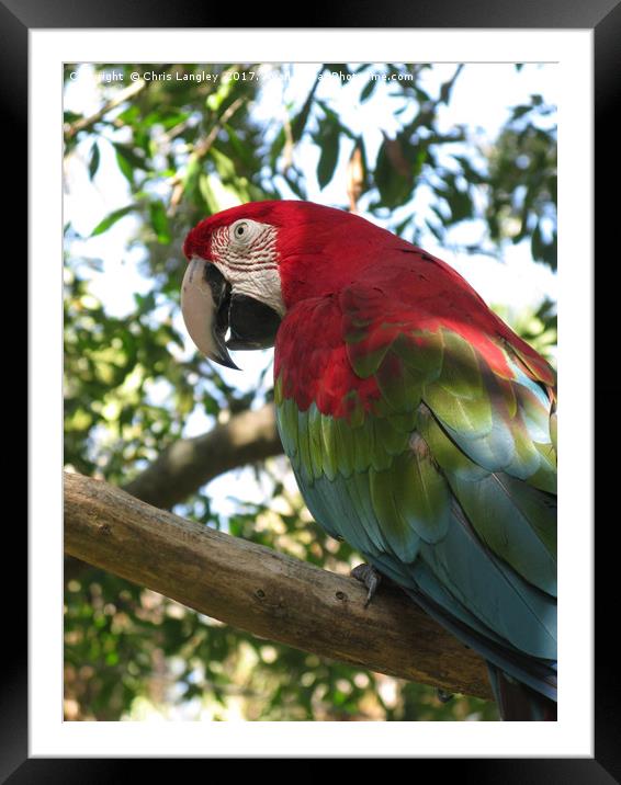 Green Winged Macaw seen in Florida Framed Mounted Print by Chris Langley