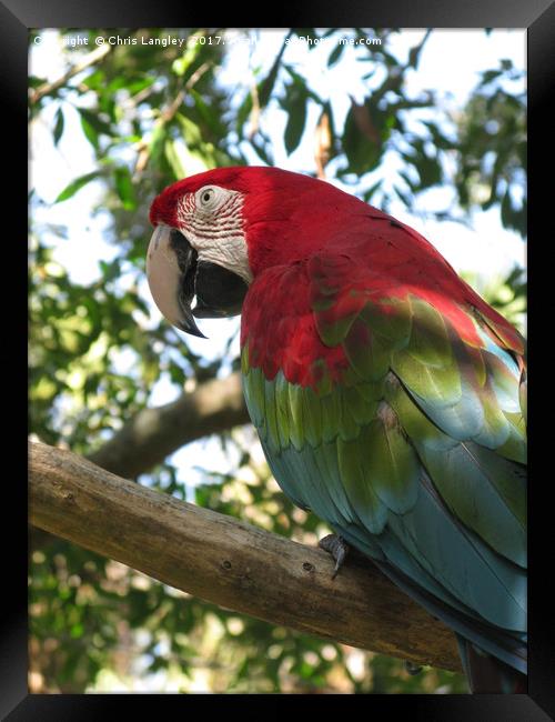 Green Winged Macaw seen in Florida Framed Print by Chris Langley