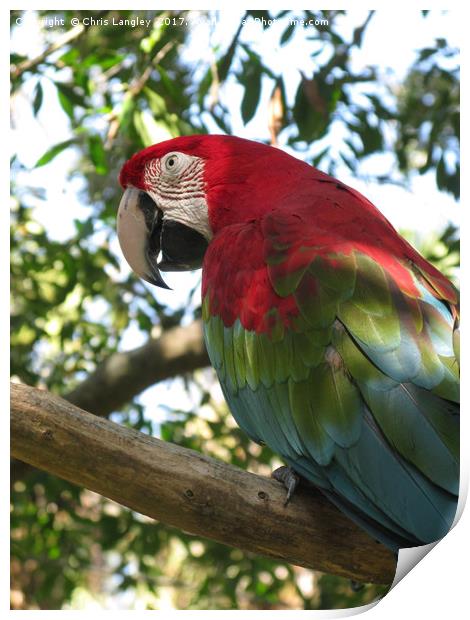 Green Winged Macaw seen in Florida Print by Chris Langley
