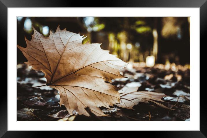 Dry leaf on the forest Framed Mounted Print by Juan Ramón Ramos Rivero