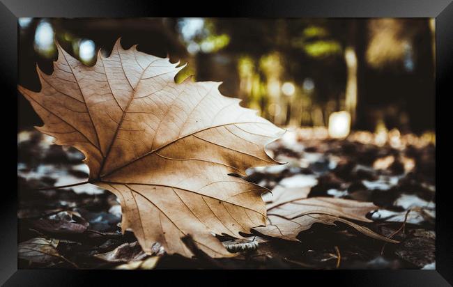 Dry leaf on the forest Framed Print by Juan Ramón Ramos Rivero