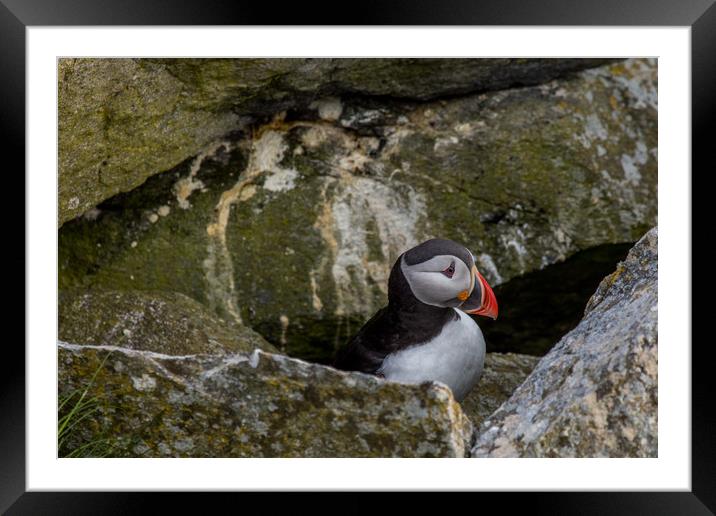 Puffin Framed Mounted Print by Thomas Schaeffer