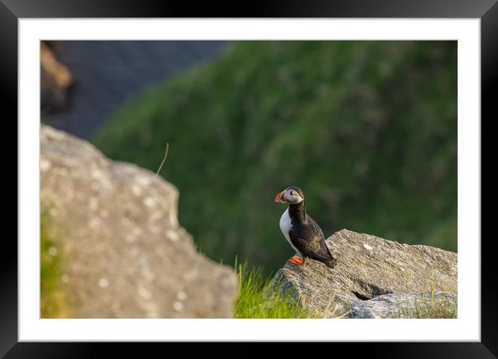 Puffin Framed Mounted Print by Thomas Schaeffer