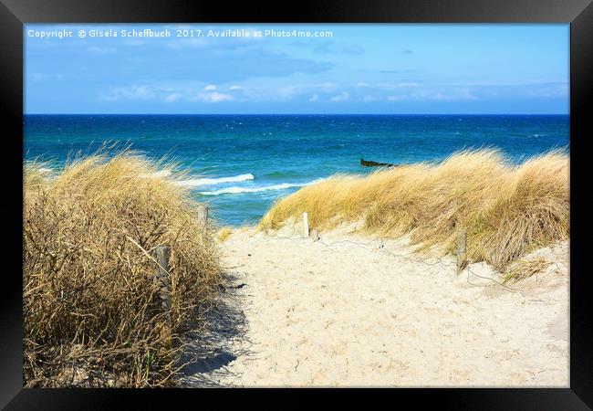 Path Through the Dunes to the Sea Framed Print by Gisela Scheffbuch