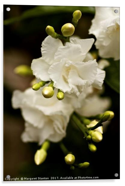 Romantic blooms  Acrylic by Margaret Stanton