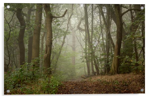 Woodland Path Acrylic by Aidan Mincher
