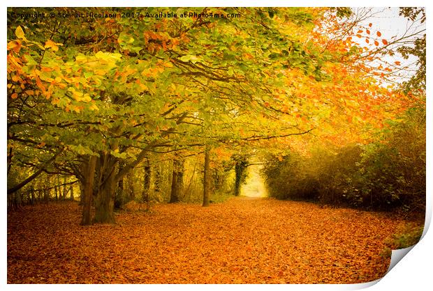 Autumn Leaves Print by Stewart Nicolaou
