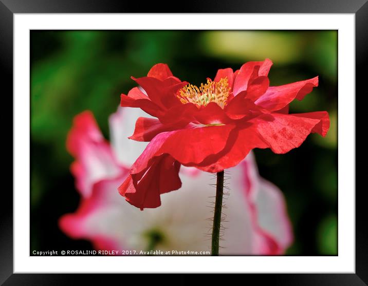 "Double Poppy" Framed Mounted Print by ROS RIDLEY